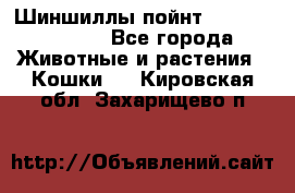 Шиншиллы пойнт ns1133,ny1133. - Все города Животные и растения » Кошки   . Кировская обл.,Захарищево п.